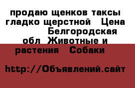 продаю щенков таксы гладко щерстной › Цена ­ 2 000 - Белгородская обл. Животные и растения » Собаки   